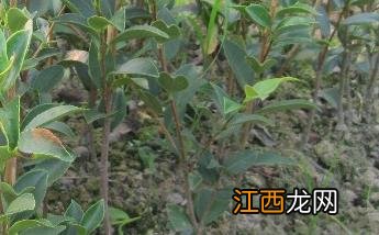 苗木白绢病 茶苗白绢病的防治技术