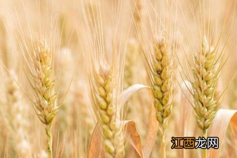 超强筋小麦新品种 优质强筋小麦品种有哪些品种