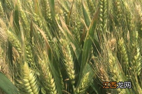 青农6号小麦品种介绍? 小麦品种青麦6号