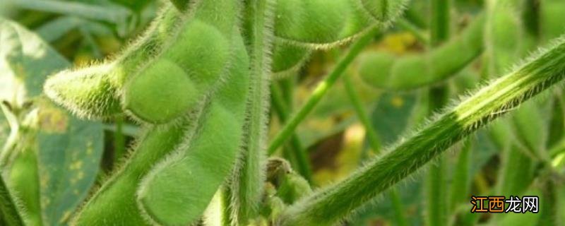 夏大豆高产种植新技术，夏大豆生育期一般多长