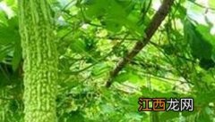 苦瓜的种植方法和管理视频 苦瓜的种植方法