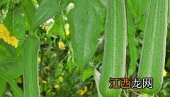 丝瓜怎么种植方法 丝瓜怎么种