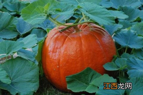 种瓜的技术和方法 种瓜方法与技术