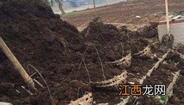 甜瓜的需肥特点 甜瓜专用肥种类