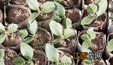 大棚秋延迟西葫芦种植技术和管理要点