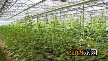 苦瓜高效栽培技术有哪些 苦瓜高效栽培技术