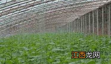 温室大棚黄瓜定植后管理技术步骤与要点