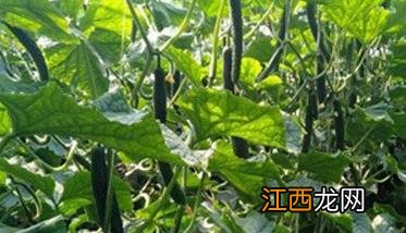 温室大棚黄瓜定植后管理技术步骤与要点