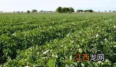 夏秋甜瓜种植时间是什么时候 夏秋甜瓜种植时间是什么时候开始