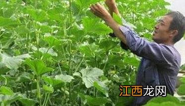 夏秋甜瓜种植时间是什么时候 夏秋甜瓜种植时间是什么时候开始