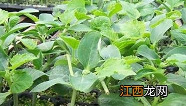 黄瓜育苗温度是多少度合适呢 黄瓜育苗温度是多少度合适