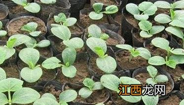 黄瓜育苗温度是多少度合适呢 黄瓜育苗温度是多少度合适