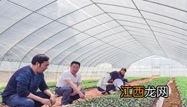 蜜本南瓜的种植最新技术 蜜本南瓜栽培技术要点与步骤