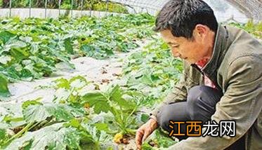 蜜本南瓜种植技术与管理 蜜本南瓜种植技术要点