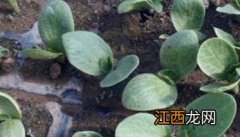 蜜本南瓜种植技术与管理 蜜本南瓜种植技术要点