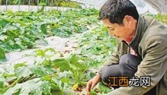 蜜本南瓜种植技术 蜜本南瓜种植时间