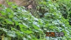 在房前屋后零星种植中国南瓜应注意哪些问题