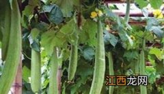 丝瓜栽培要点 丝瓜种植方法及其关键步骤