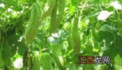 苦瓜种植技术与管理要点 苦瓜的种植技术与管理