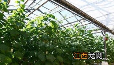 温室黄瓜种植技术和管理新方法，共分五步骤