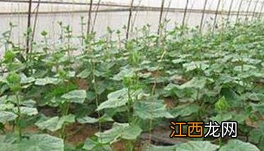 温室黄瓜种植技术和管理新方法，共分五步骤