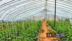 温室黄瓜种植技术和管理新方法，共分五步骤