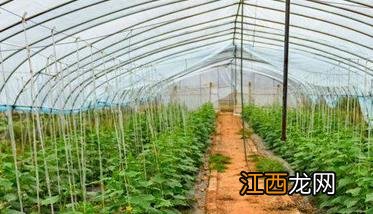 温室黄瓜种植技术和管理新方法，共分五步骤