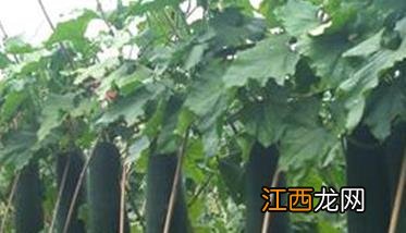 黑皮冬瓜亩产量是多少斤 黑皮冬瓜亩产量是多少