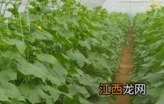 温室黄瓜种植技术和管理 黄瓜温室育苗及栽培技术要点