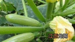 西葫芦种植方法 西葫芦种植方法视频