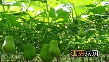 怎样种植合掌瓜 如何种合掌瓜