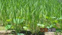 茭瓜种植管理技术要点 茭瓜种植管理技术要点