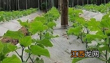 黄瓜苗什么时候育苗好 黄瓜苗啥时候育苗