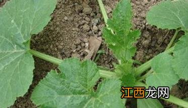 角瓜种植方法和种植时间 角瓜什么时候种植最好