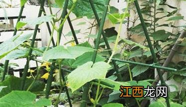 丝瓜育苗的温度 丝瓜育苗温度要求