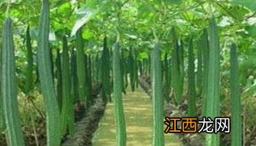 丝瓜种植温度要求多少合适 丝瓜种植温度要求