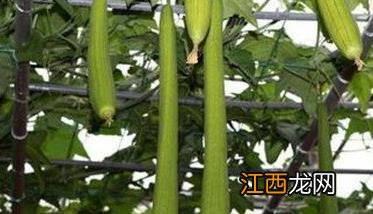 阳台丝瓜种植技术 阳台丝瓜种植技术视频