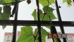 阳台丝瓜种植技术 阳台丝瓜种植技术视频