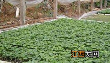 苦瓜种植管理技术与主要步骤 苦瓜种植管理技术要点