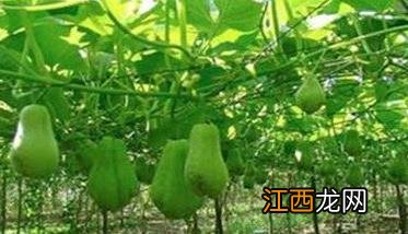 北方佛手瓜怎么种植 北方地区佛手瓜的种植方法