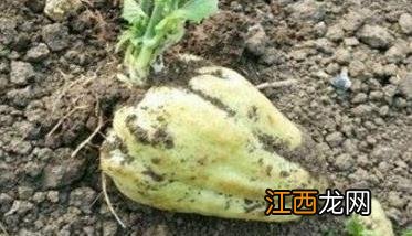 北方佛手瓜怎么种植 北方地区佛手瓜的种植方法