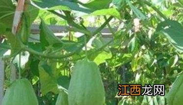 北方佛手瓜怎么种植 北方地区佛手瓜的种植方法