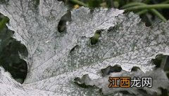 西葫芦白粉病的防治方法 西葫芦白粉病的危害症状