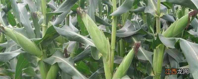 玉米叉为什么不能打,玉米叉是什么 玉米叉打好还是不打好