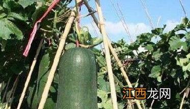 冬瓜种植时间及技术要点 冬瓜种植管理技术的三个要点