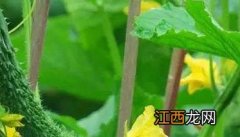 夏季黄瓜高产栽培技术 黄瓜高产栽培技术