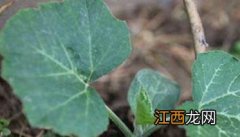 南瓜种植时间及技术要点 南瓜的种植时间及播种方法