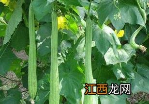 丝瓜的营养成分和药用价值 丝瓜的营养价值和医疗作用