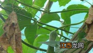 丝瓜沟金针虫有什么危害，怎么防治沟金针虫？