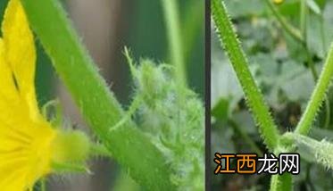 黄瓜有哪些生长调节剂 黄瓜有哪些生长调节剂品种